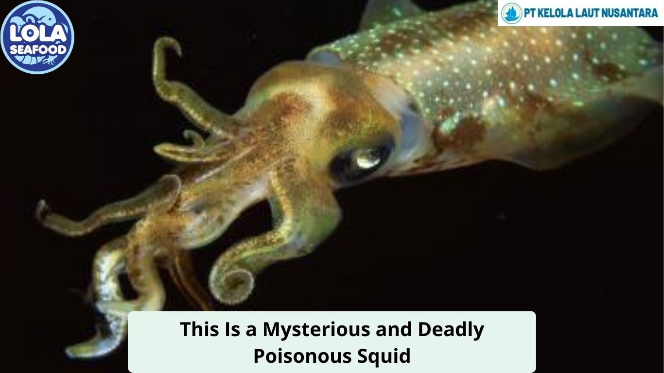 This Is a Mysterious and Deadly Poisonous Squid